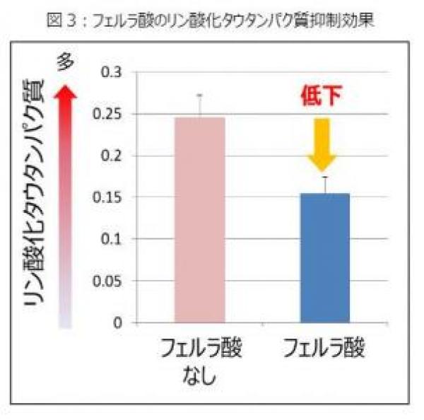 フェルラ酸に認知症予防に関する新発見 ファンケルが発表 | 認知症ねっと