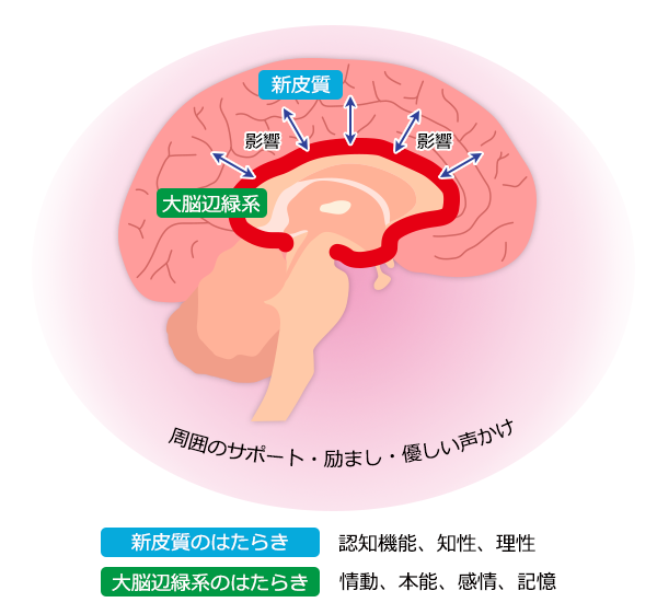 脳の相関関係イメージ図
