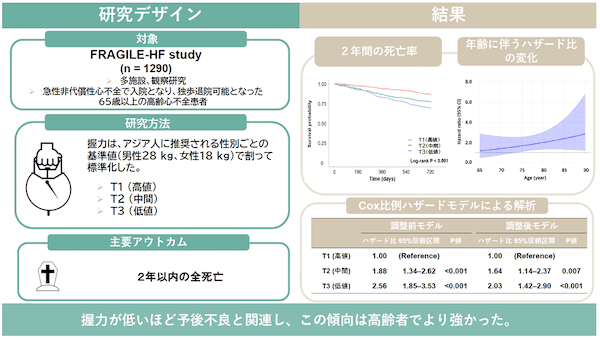 図1：本研究の結果のまとめ
本研究では、FRAGILE-HF コホートのデータを用いて、高齢心不全患者における握力低下の予後予測能を検討した。標準化した握力値に基づき患者を三分位に分類したところ、低い握力は従来の危険因子で調整した後も、退院後２年以内の生存率の有意な低下と独立して関連していた。さらに、握力低下の予後に対する影響は加齢とともにより顕著に増大することが示された。これらの結果から、高齢心不全患者の診療において握力評価を取り入れることは、より正確なリスク層別化と適切な介入のタイミング把握に寄与する可能性が示唆された。