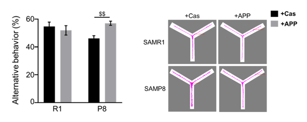 ＜図2　Y字型迷路の結果＞